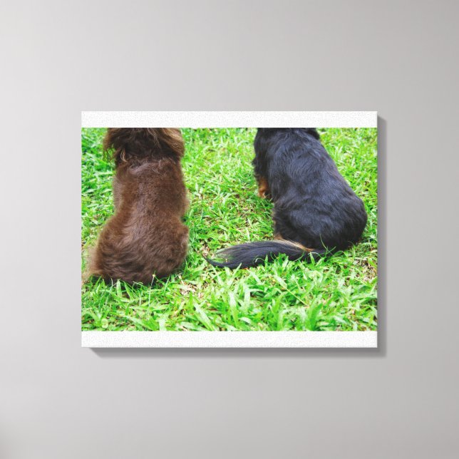 Rear view of two Dachshund dogs Canvas Print (Front)