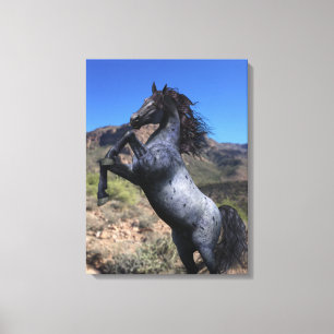 Rearing Blue Roan Horse in the Desert Canvas Print