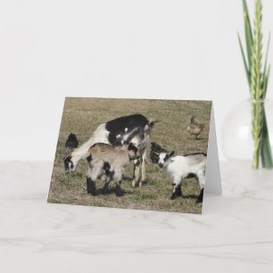 Reba, Patti, Shamrock, and Chickens All Occasions Card