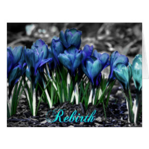 Rebirth of Aqua Blue Crocus Blooms