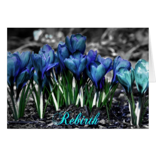 Rebirth of Aqua Blue Crocus Blooms (Front Horizontal)