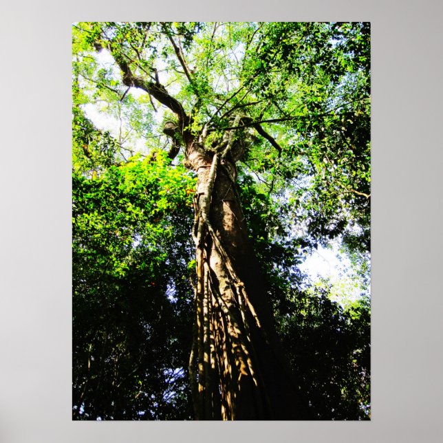 Recherche d'un grand arbre dans la forêt - Poster (Devant)