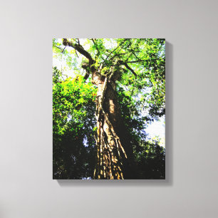 Recherche d'un grand arbre dans la forêt - Toile e