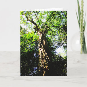 Recherche d'un grand arbre en forêt - Cartes de vo