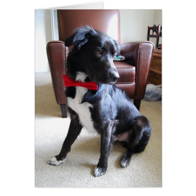 Recherche plus de détails (Devant)