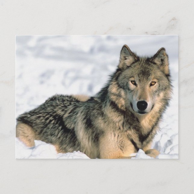Reclining Wolf Postcard (Front)