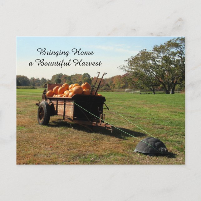 Récolte citrouille - Carte postale (Devant)