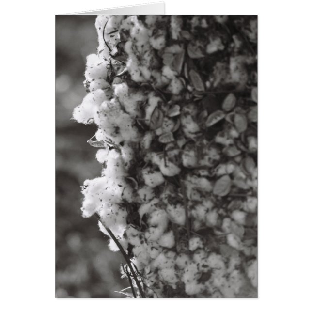 Récolte de coton (Devant)