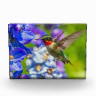 Colibri Et Delphinium