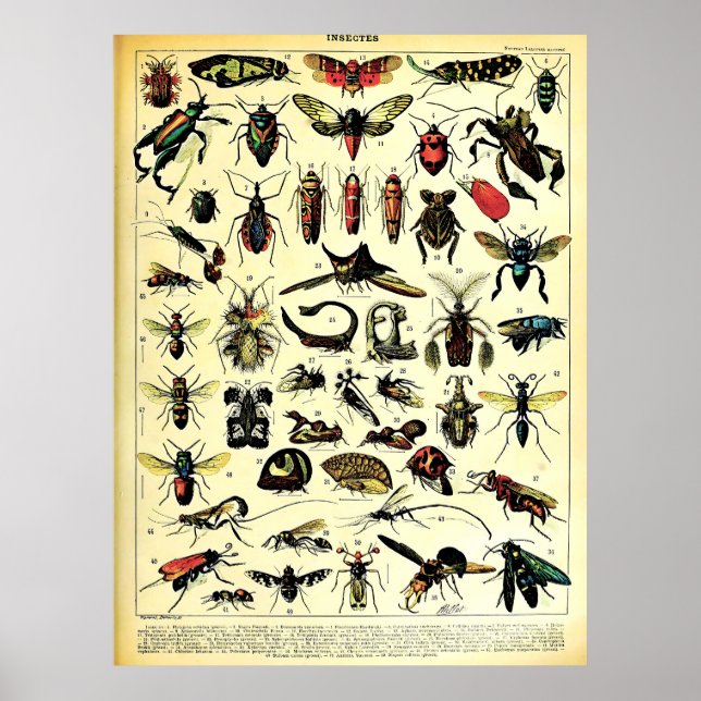 Recreated Adolphe Millot Nature Creatures Insects Poster (Front)