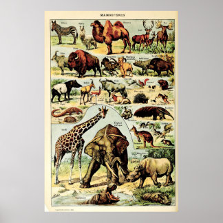 Recreated Adolphe Millot Nature Creatures Mammals Poster