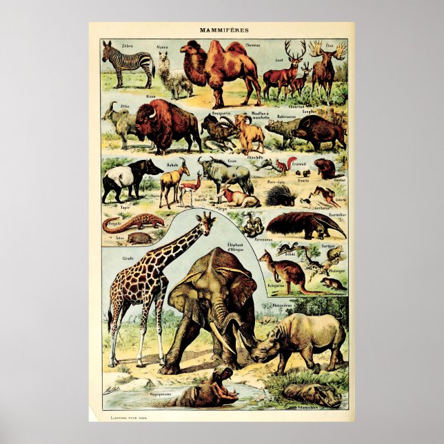 Recreated Adolphe Millot Nature Creatures Mammals Poster (Front)