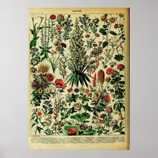 Recreated Adolphe Millot Nature Posters: Flowers Poster