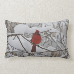 Rectangle Cardinal dans le coussin de neige d'hiver