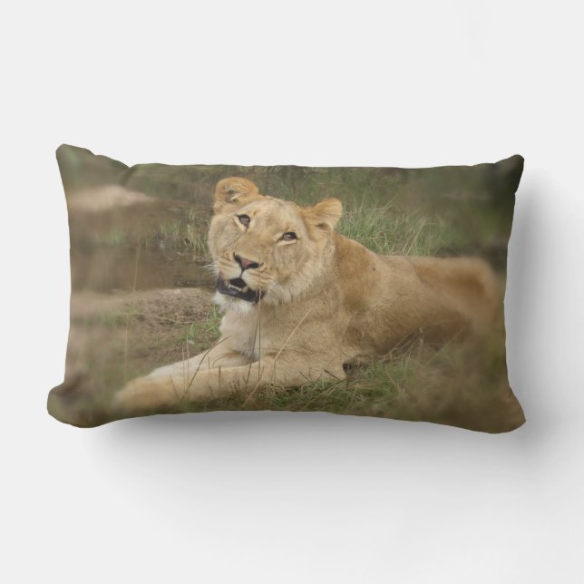 Rectangle Coussin de lionne (Recto)