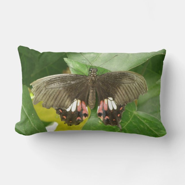 Rectangle Coussin de papillon Scarlet Swallowtail (Recto)