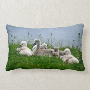 Rectangle Jeunes cygnes mignons de cygne - coussin