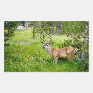 Rectangulaire Belle Buck in the Meadow Sticker