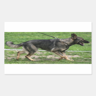 Rectangulaire berger allemand sable marche Sticker