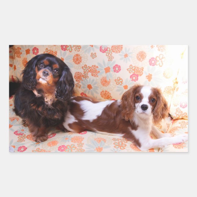 Rectangulaire Sticker deux mignons Cavalier King Charles Spaniel (Devant)