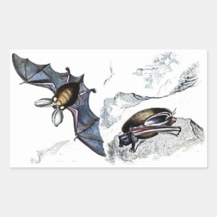 Rectangulaire Sticker pour chauves-souris