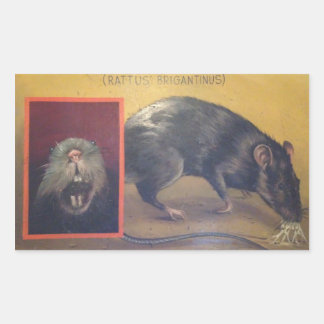 Rectangulaire Sticker Rattus Brigantinus
