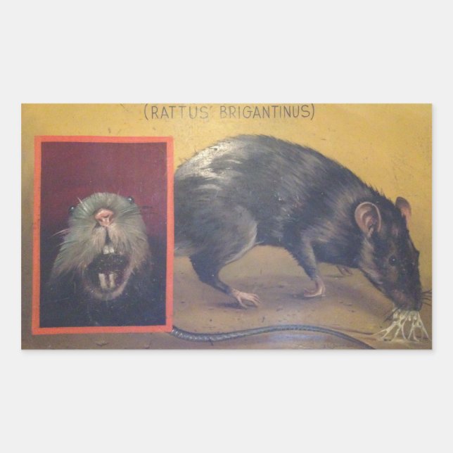 Rectangulaire Sticker Rattus Brigantinus (Devant)