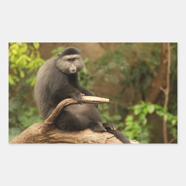 Rectangulaire Sticker Rectangle singe (Devant)