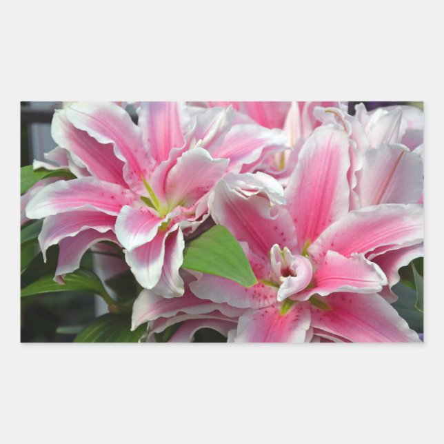 Rectangulaire sticker stargazer rose lys fleurs (Devant)