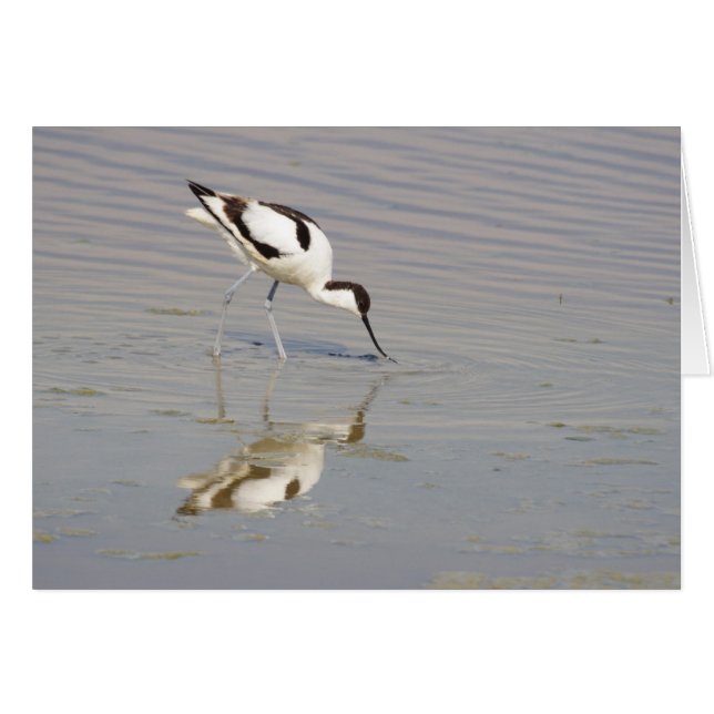 Recurvirostra avosetta (Front Horizontal)