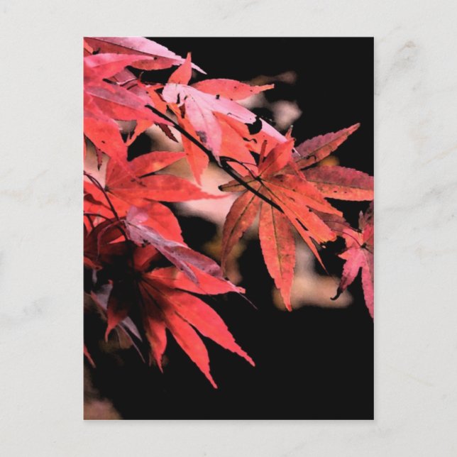 Red Acer Postcard (Front)