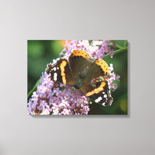 Red Admiral Butterfly and Buddleia Canvas Print