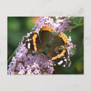 Red Admiral Butterfly and Buddleia Postcard