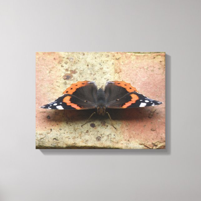 Red Admiral Butterfly Canvas Print (Front)