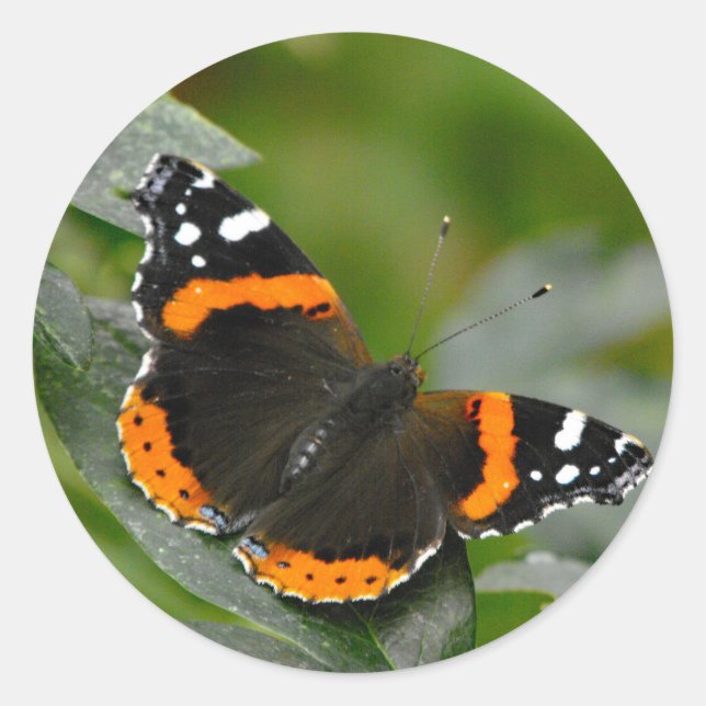 Red Admiral butterfly Classic Round Sticker (Front)