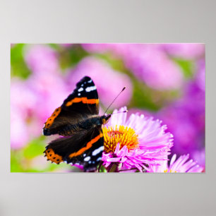 Red Admiral butterfly on flower Poster