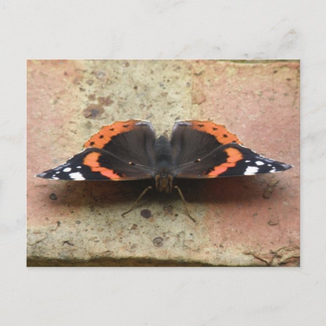 Red Admiral Butterfly Postcard (Front)