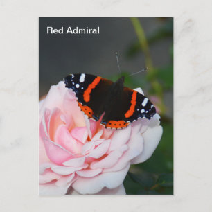 Red Admiral butterfly Postcard