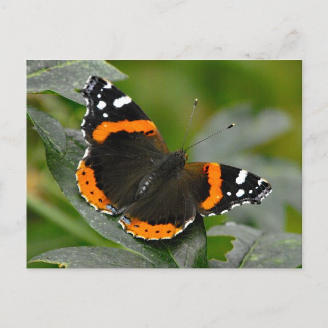 Red Admiral Butterfly Postcard (Front)