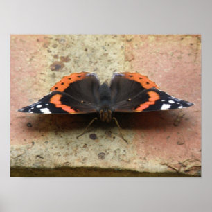 Red Admiral Butterfly Print