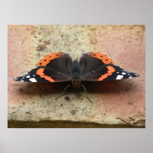 Red Admiral Butterfly Print (Front)