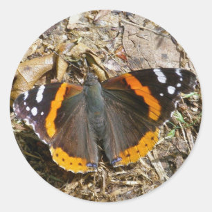 Red Admiral Butterfly Sticker