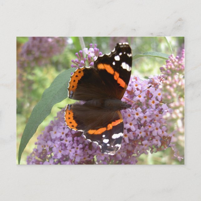 Red Admiral Postcard (Front)