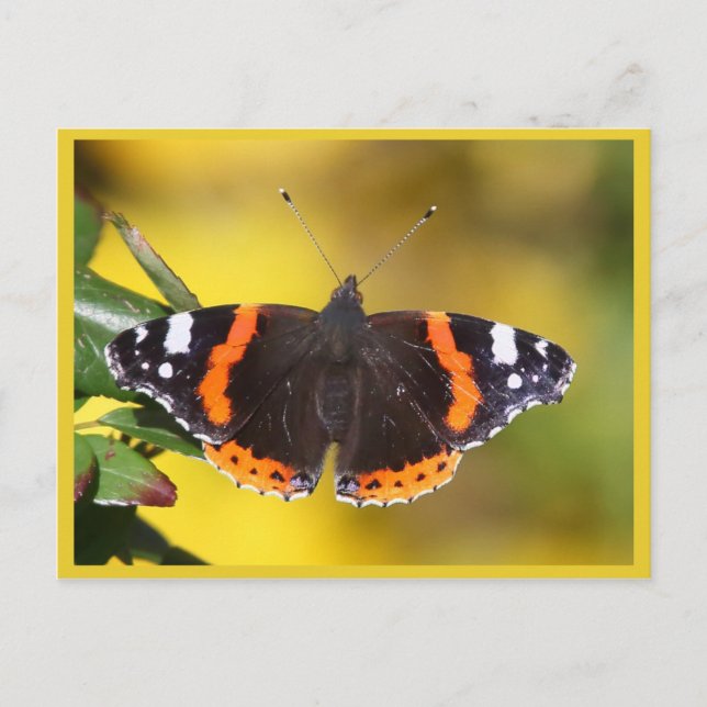 Red Admiral Postcard (Front)