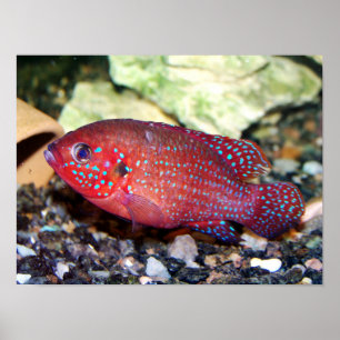 Red African Jewelfish Poster