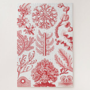 Red Alga Sea, Florideae Rotalgen by Ernst Haeckel Jigsaw Puzzle