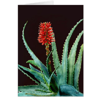 Red Aloe