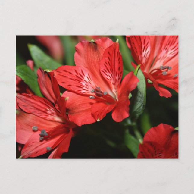 Red Alstroemeria Flower Postcard (Front)