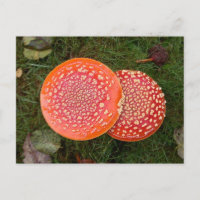 Red Amanita Mushrooms Photo Postcard