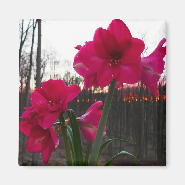 Red Amaryllis and Winter Sunrise Magnet (Front)